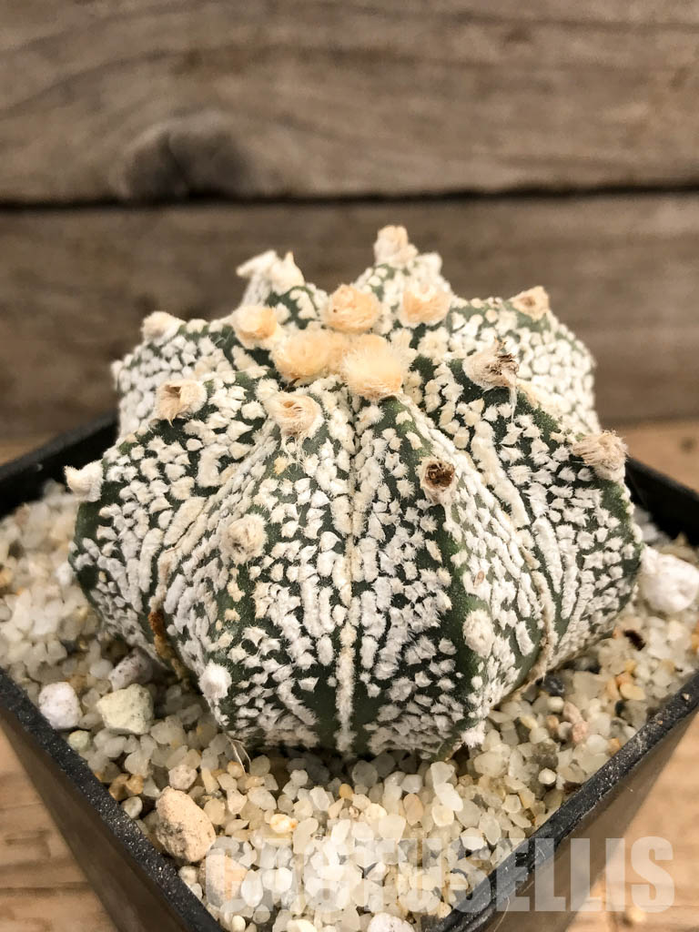 SHPR5789 Astrophytum hybrid SK-ONZ (A. asterias cv. Superkabuto x A. myriostigma cv. Onzuka) - Image 3