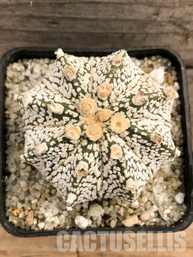 SHPR5789 Astrophytum hybrid SK-ONZ (A. asterias cv. Superkabuto x A. myriostigma cv. Onzuka) - Image 4