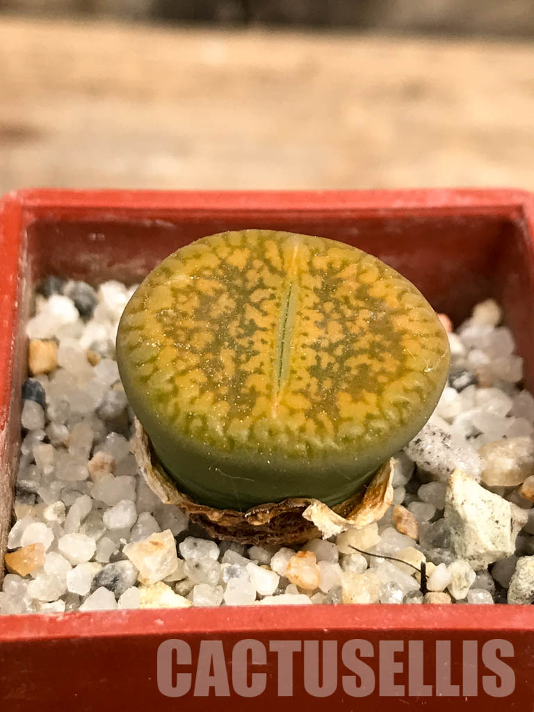 SHPR5811 Lithops aucampiae cv. Jackson's Jade C395 - Image 2
