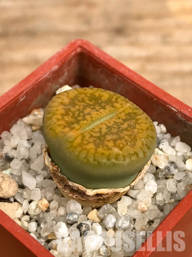 SHPR5811 Lithops aucampiae cv. Jackson's Jade C395 - Image 3