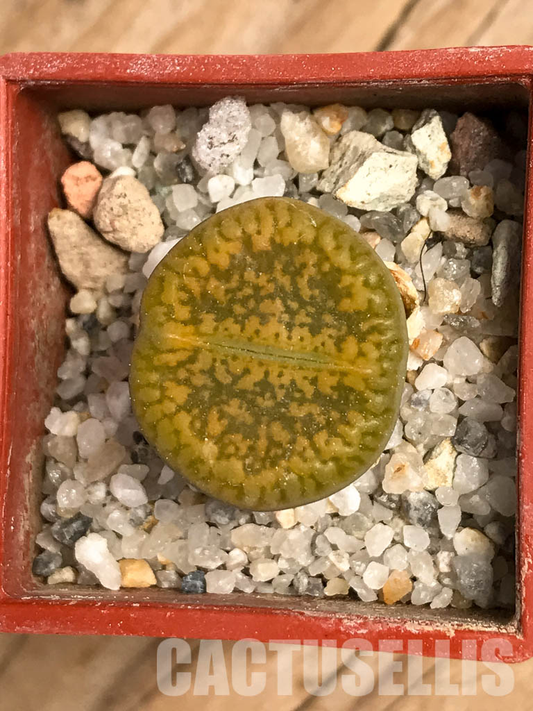 SHPR5811 Lithops aucampiae cv. Jackson's Jade C395 - Image 4