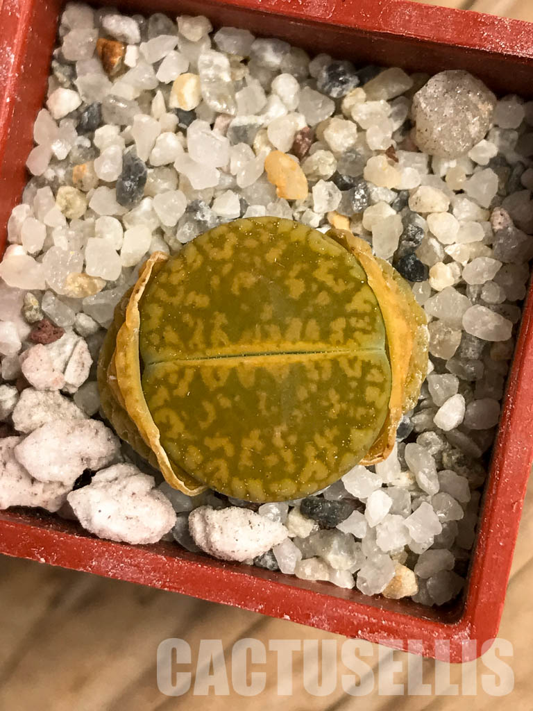 SHPR5811 Lithops aucampiae cv. Jackson's Jade C395 - Image 5
