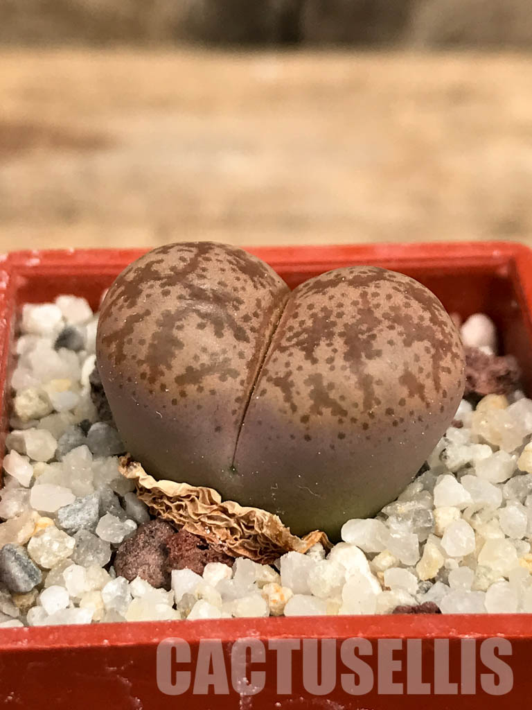 SHPR5814 Lithops coleorum, Endemic to Lephalale, Limpopo province, South Africa - Imagen 2