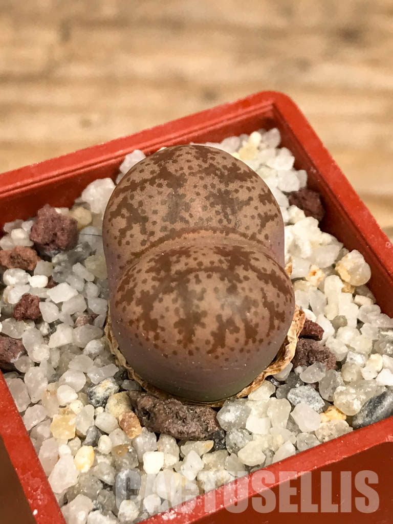 SHPR5814 Lithops coleorum, Endemic to Lephalale, Limpopo province, South Africa - Imagen 3