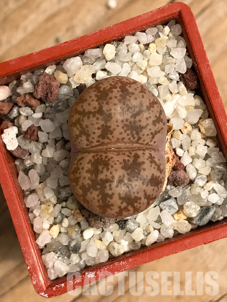 SHPR5814 Lithops coleorum, Endemic to Lephalale, Limpopo province, South Africa