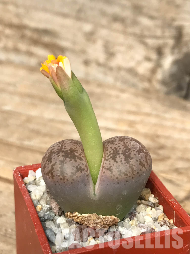 SHPR5814 Lithops coleorum, Endemic to Lephalale, Limpopo province, South Africa - Imagen 4