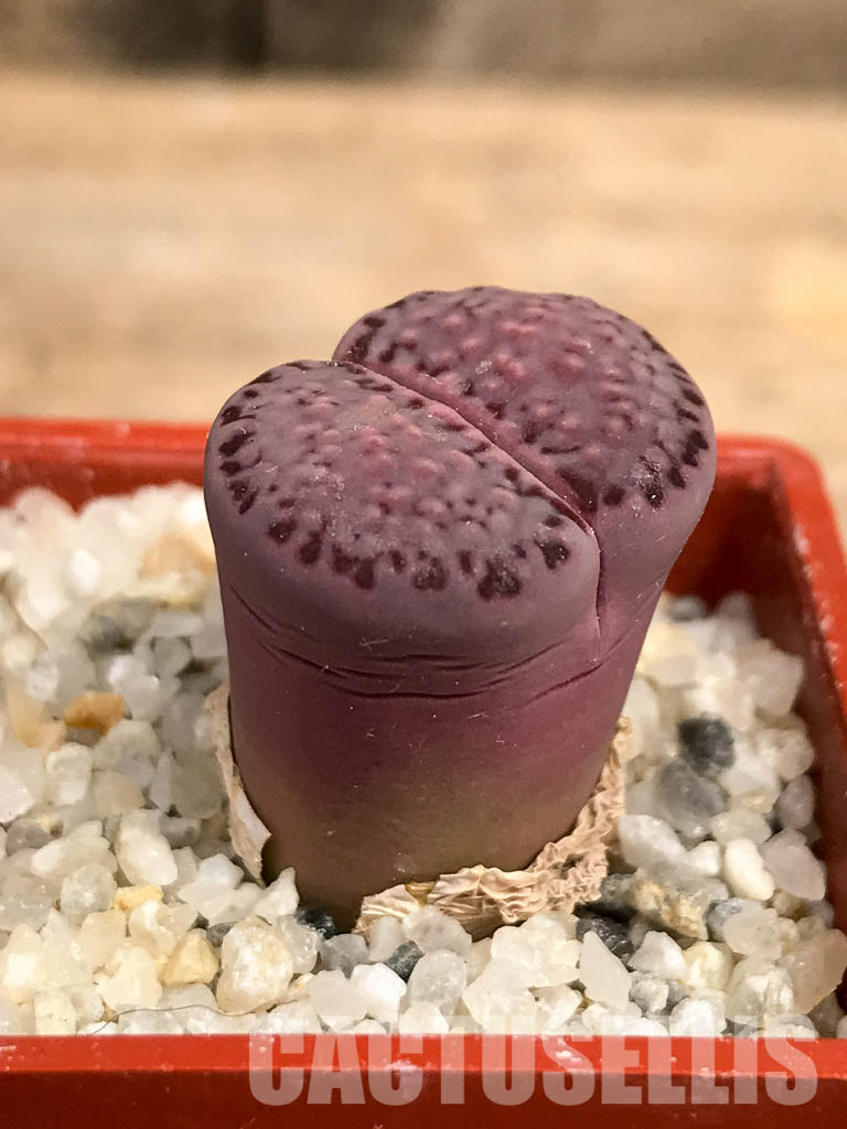 SHPR5817 Lithops salicola "Sato's Violet" - Image 7