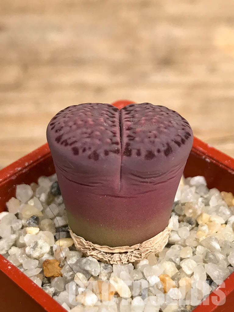 SHPR5817 Lithops salicola "Sato's Violet" - Image 9