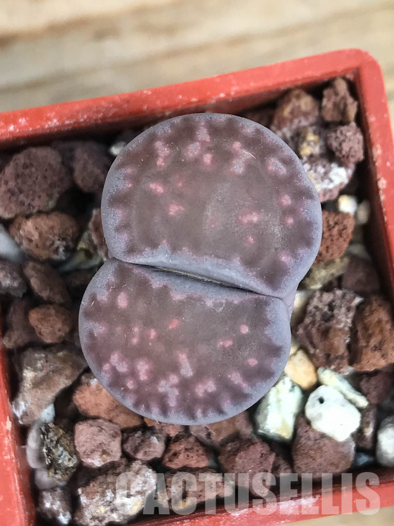 SHPR5817 Lithops salicola "Sato's Violet" - Image 2