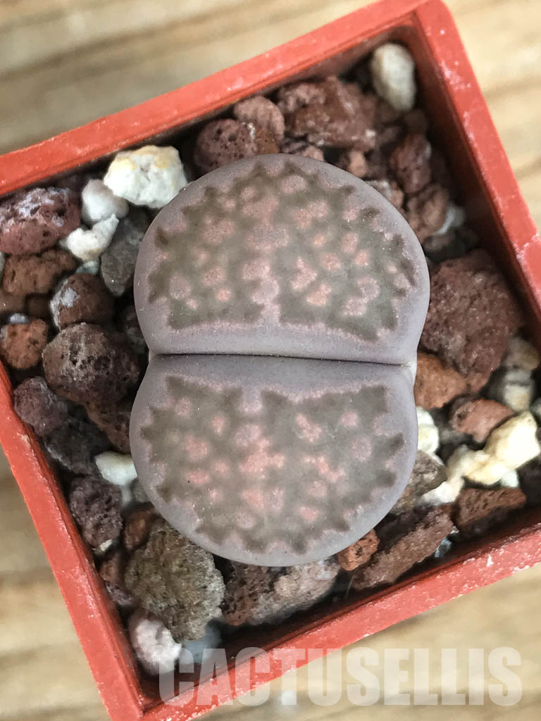 SHPR5817 Lithops salicola "Sato's Violet" - Image 3