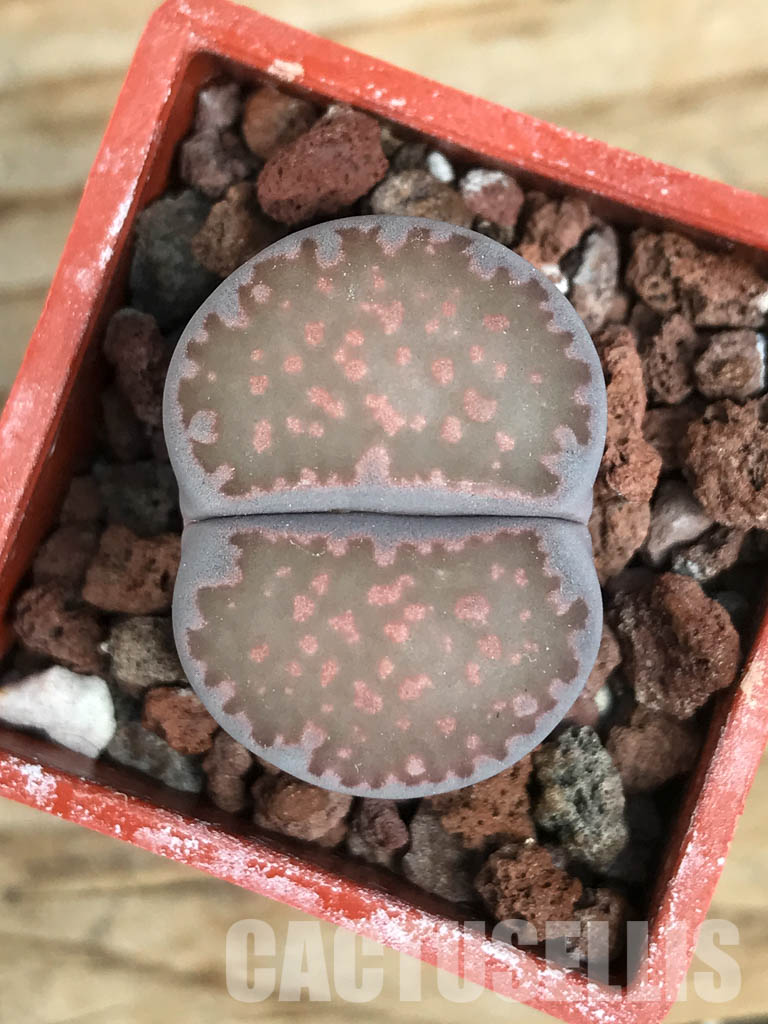 SHPR5817 Lithops salicola "Sato's Violet" - Image 5