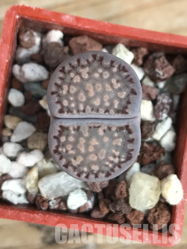 SHPR5817 Lithops salicola "Sato's Violet" - Image 6