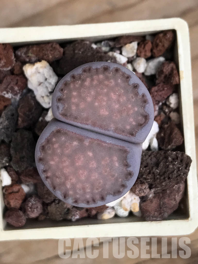 SHPR5817 Lithops salicola "Sato's Violet"
