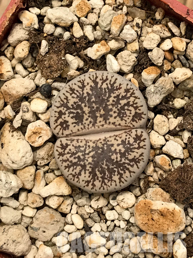 SHPR5824 Lithops lesliei var. venteri C001, 30 km NW of Warrenton, South Africa - 画像 (2)
