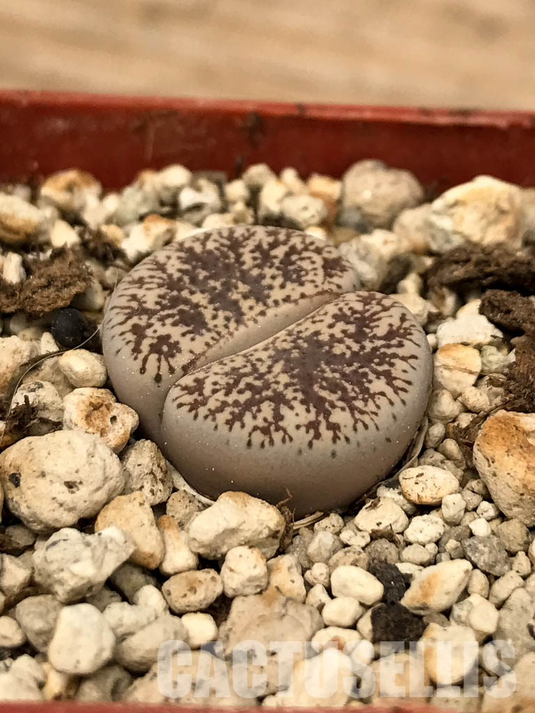 SHPR5824 Lithops lesliei var. venteri C001, 30 km NW of Warrenton, South Africa - 画像 (3)