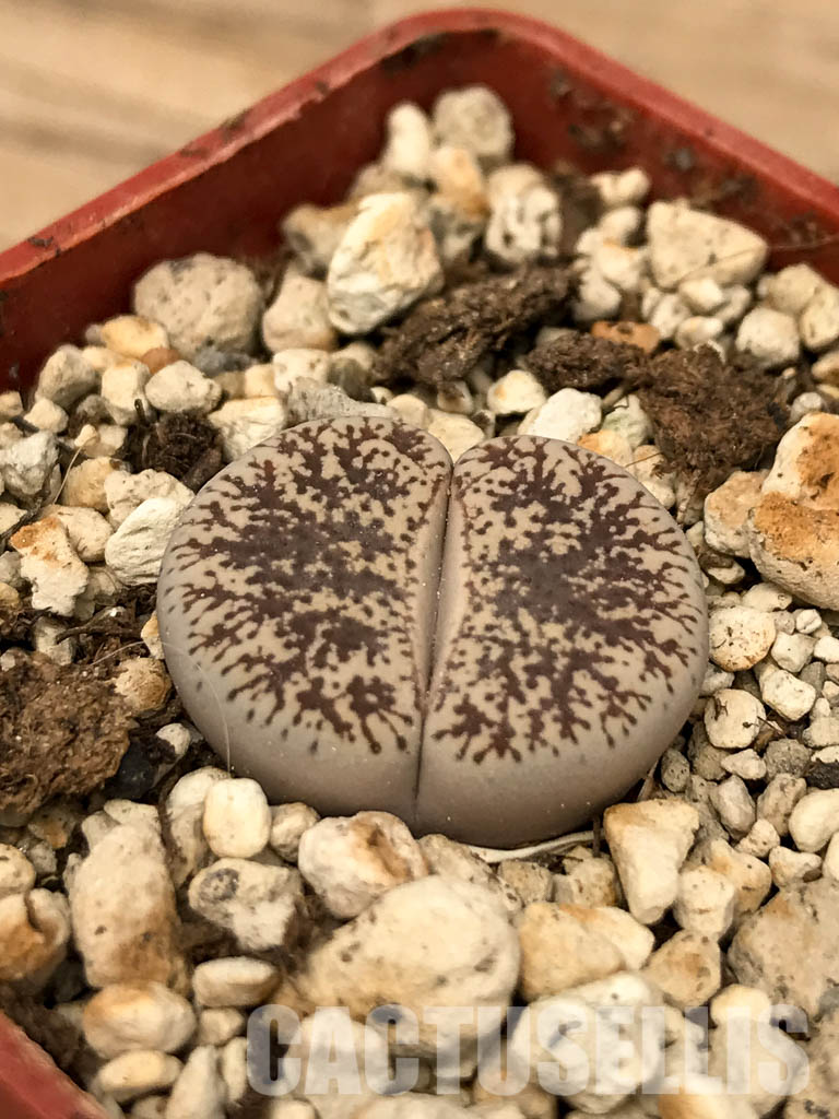 SHPR5824 Lithops lesliei var. venteri C001, 30 km NW of Warrenton, South Africa