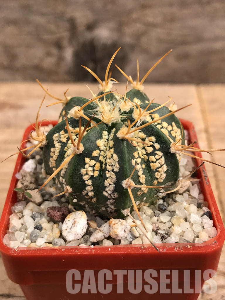 SHPR5831 Astrophytum asterias cv. Superkabuto 'Gold' x A. capricorne - Зображення 2