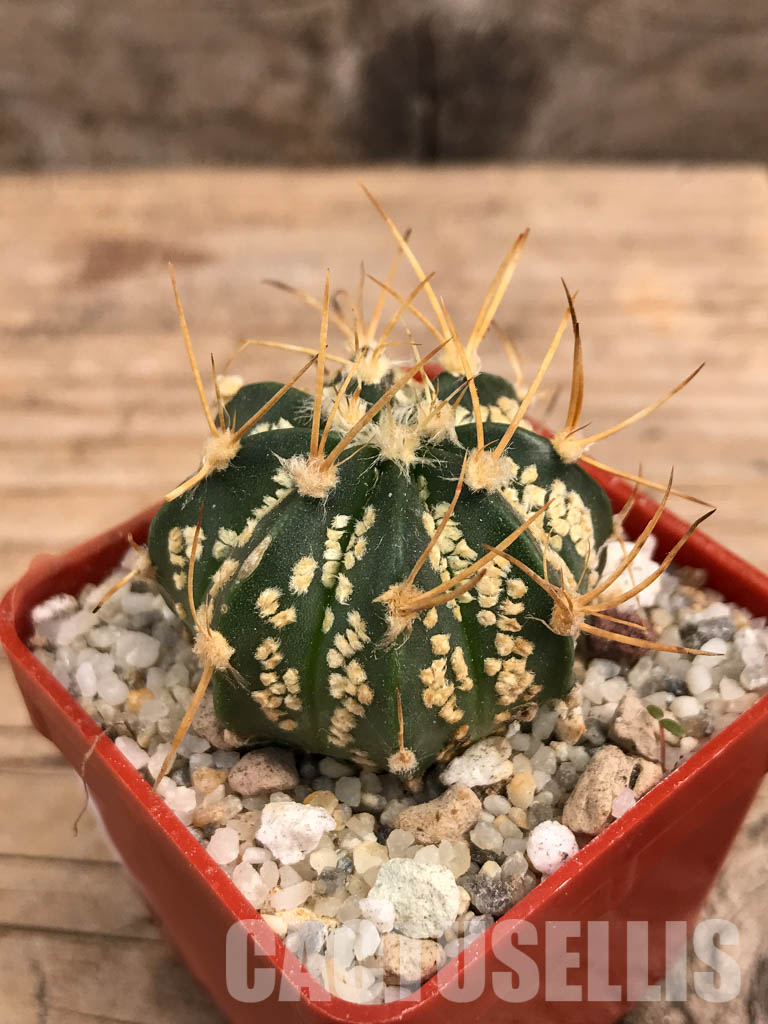 SHPR5831 Astrophytum asterias cv. Superkabuto 'Gold' x A. capricorne - Зображення 3