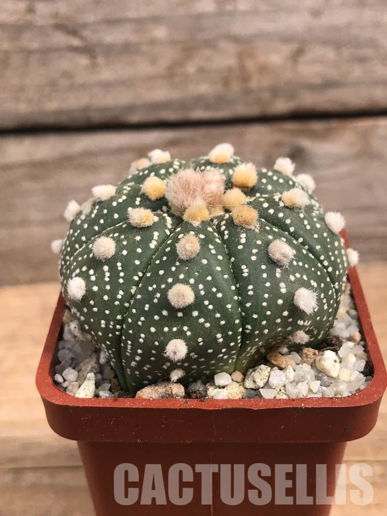 SHPR5840 Astrophytum asterias - Image 2