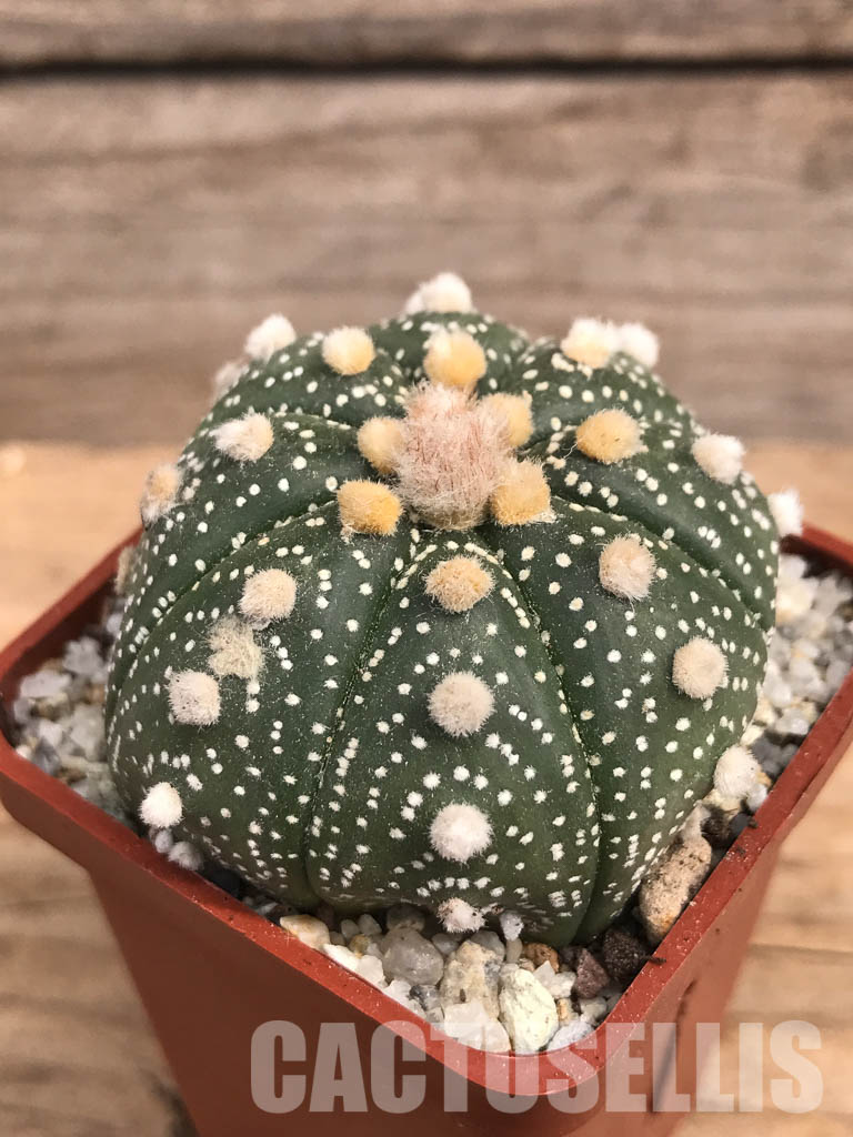 SHPR5840 Astrophytum asterias - Image 3