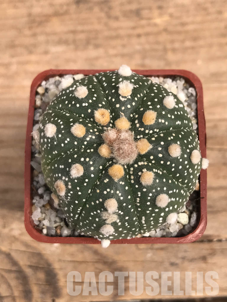 SHPR5840 Astrophytum asterias - Image 4