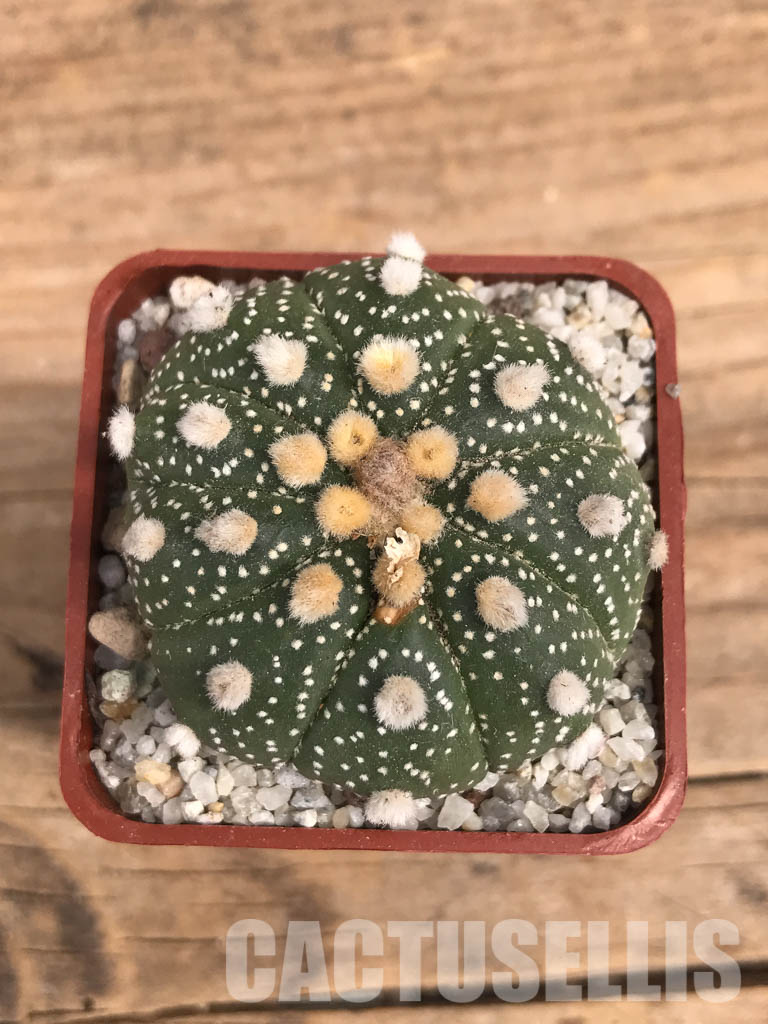 SHPR5840 Astrophytum asterias - Image 5