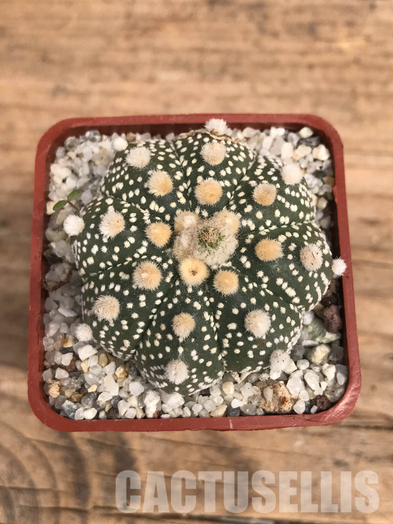 SHPR5840 Astrophytum asterias - Image 6