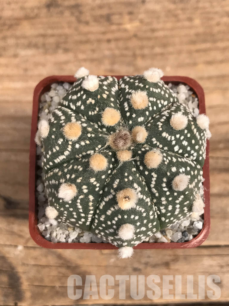 SHPR5840 Astrophytum asterias - Image 7
