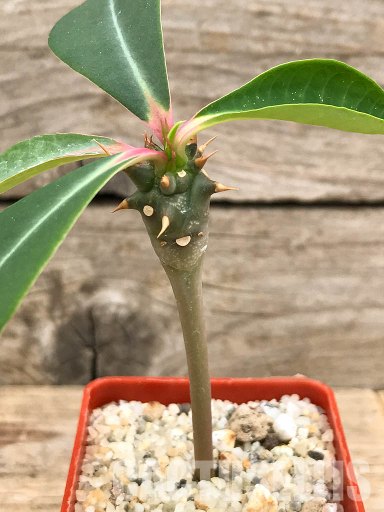 SHPR5842 Euphorbia viguieri v. capuroniana, Madagascar, Southern Africa