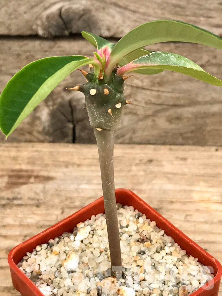 SHPR5842 Euphorbia viguieri v. capuroniana, Madagascar, Southern Africa - Image 3