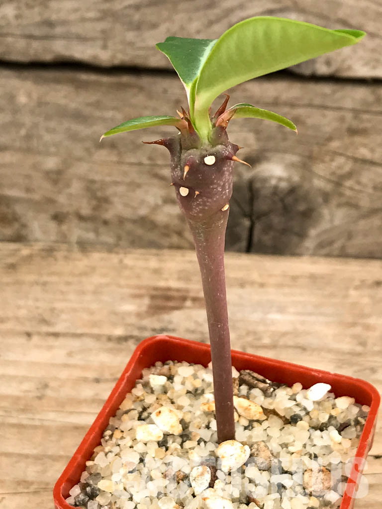 SHPR5842 Euphorbia viguieri v. capuroniana, Madagascar, Southern Africa - Image 4