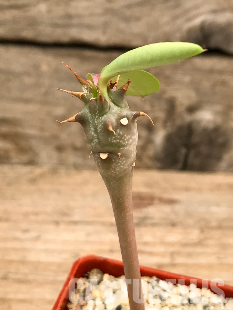 SHPR5842 Euphorbia viguieri v. capuroniana, Madagascar, Southern Africa - Image 5