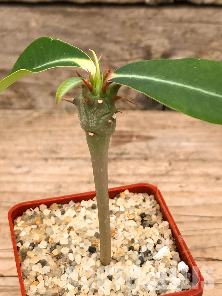 SHPR5842 Euphorbia viguieri v. capuroniana, Madagascar, Southern Africa - Image 6