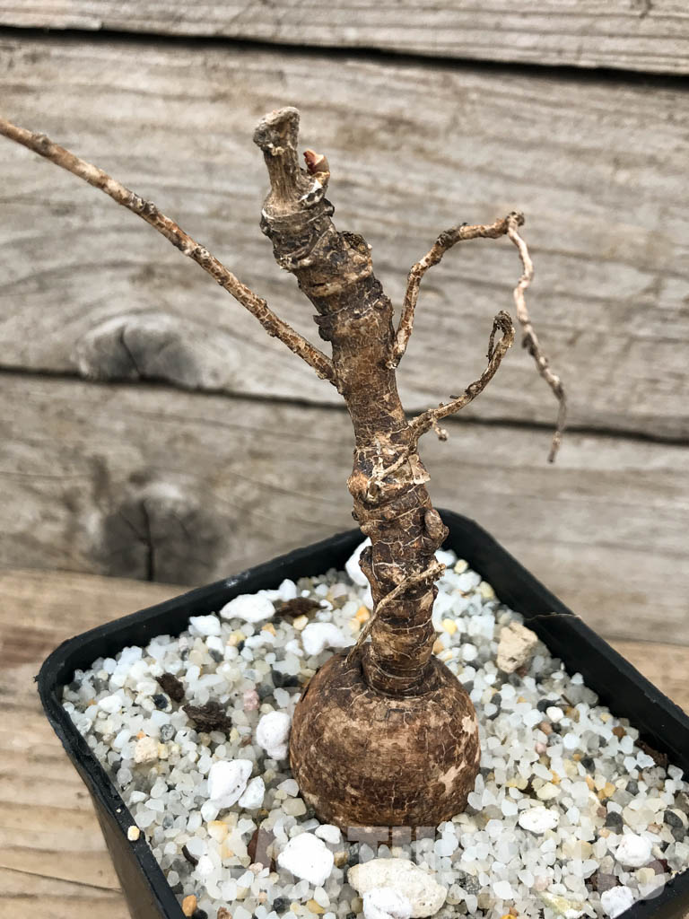 SHPR5845 Euphorbia platycephala ES20933, East Africa – Image 3