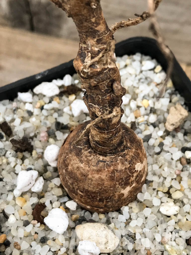 SHPR5845 Euphorbia platycephala ES20933, East Africa – Image 4