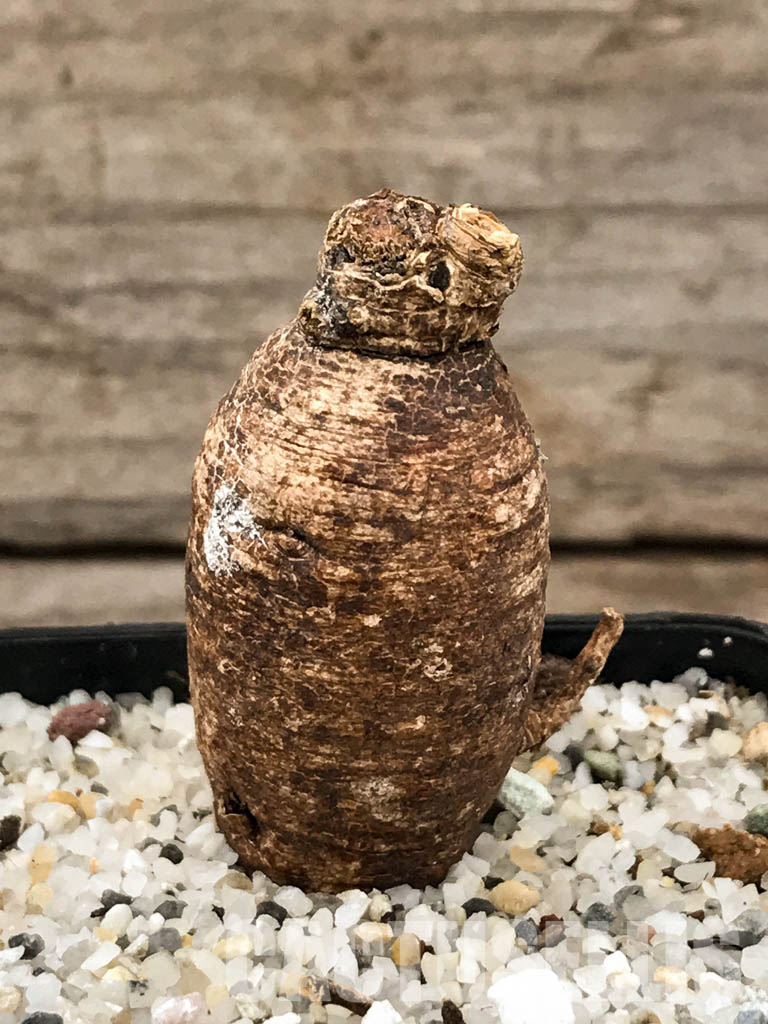 SHPR5847 Euphorbia platycephala ES20933, East Africa - 画像 (2)