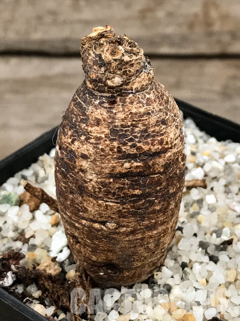 SHPR5847 Euphorbia platycephala ES20933, East Africa - 画像 (3)