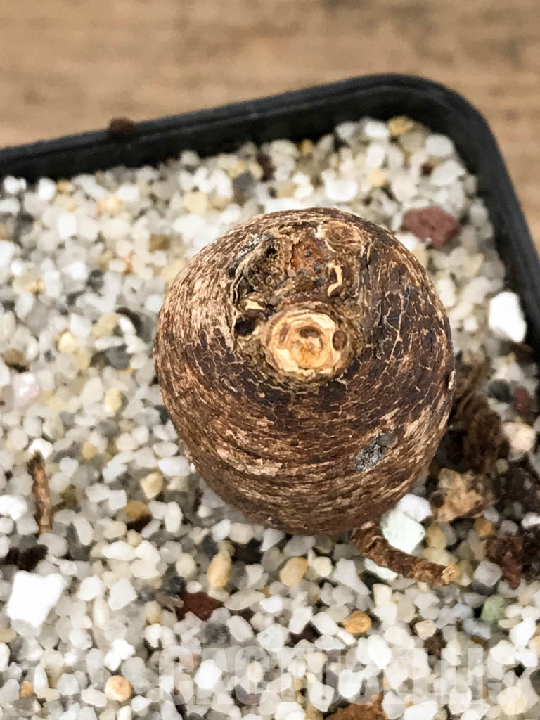 SHPR5847 Euphorbia platycephala ES20933, East Africa - 画像 (4)