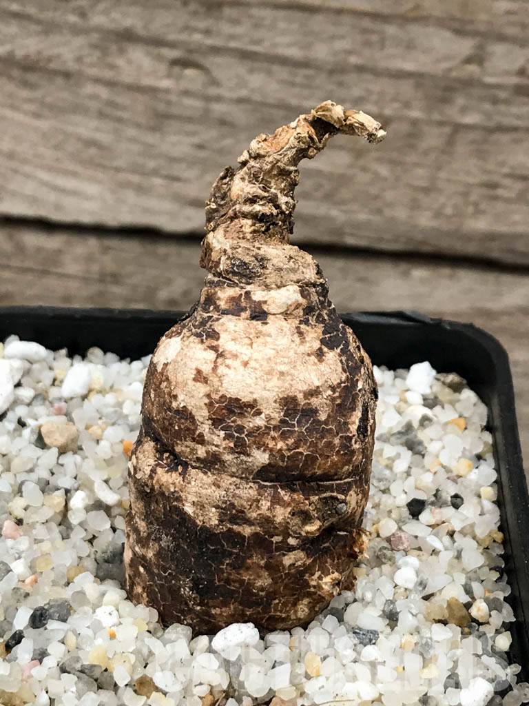 SHPR5848 Euphorbia platycephala ES20933, East Africa - Image 2