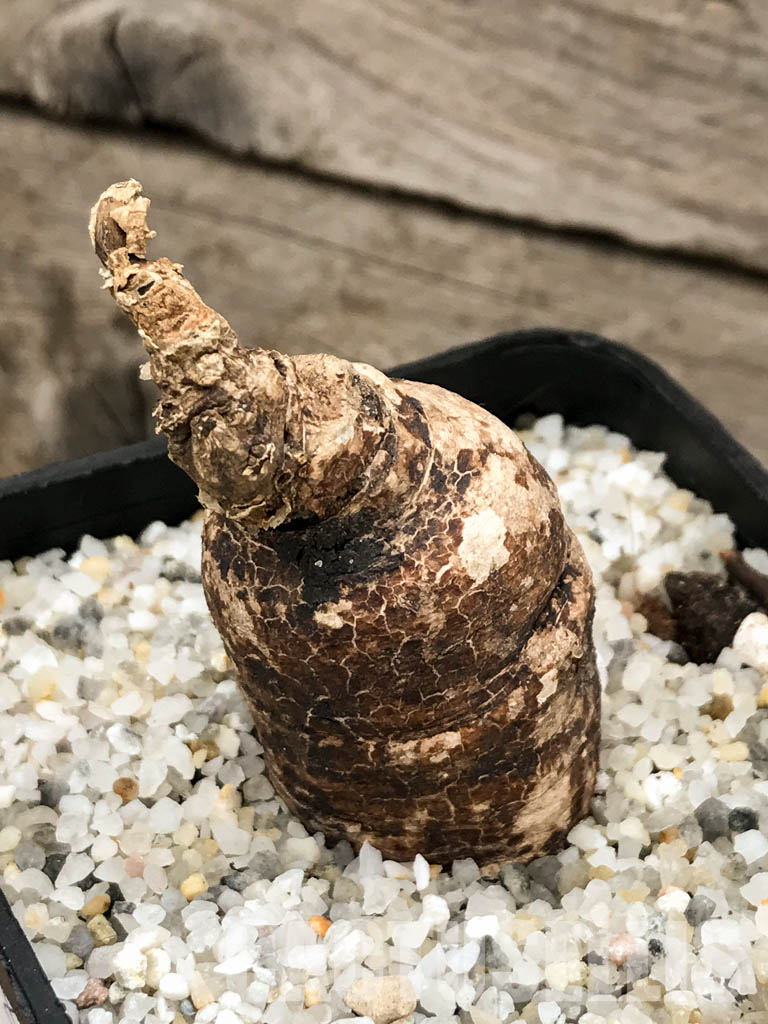 SHPR5848 Euphorbia platycephala ES20933, East Africa