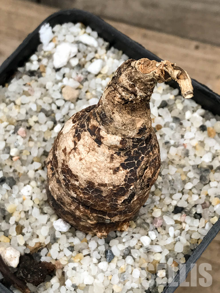 SHPR5848 Euphorbia platycephala ES20933, East Africa - Image 4