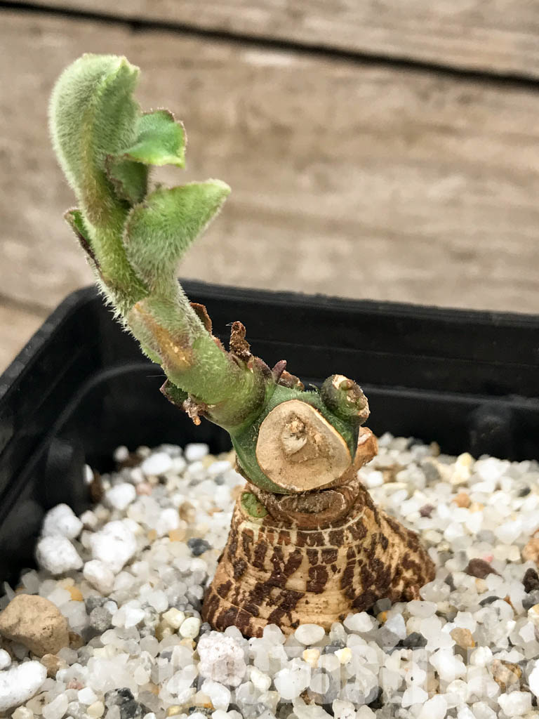 SHPR5851 Monadenium aff. echinulatum, Singida Prov., Tanzania