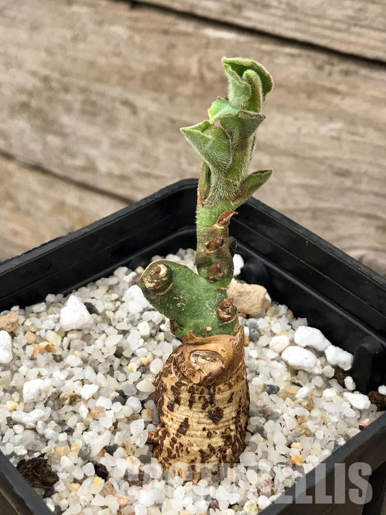 SHPR5851 Monadenium aff. echinulatum, Singida Prov., Tanzania - Obrázek 3