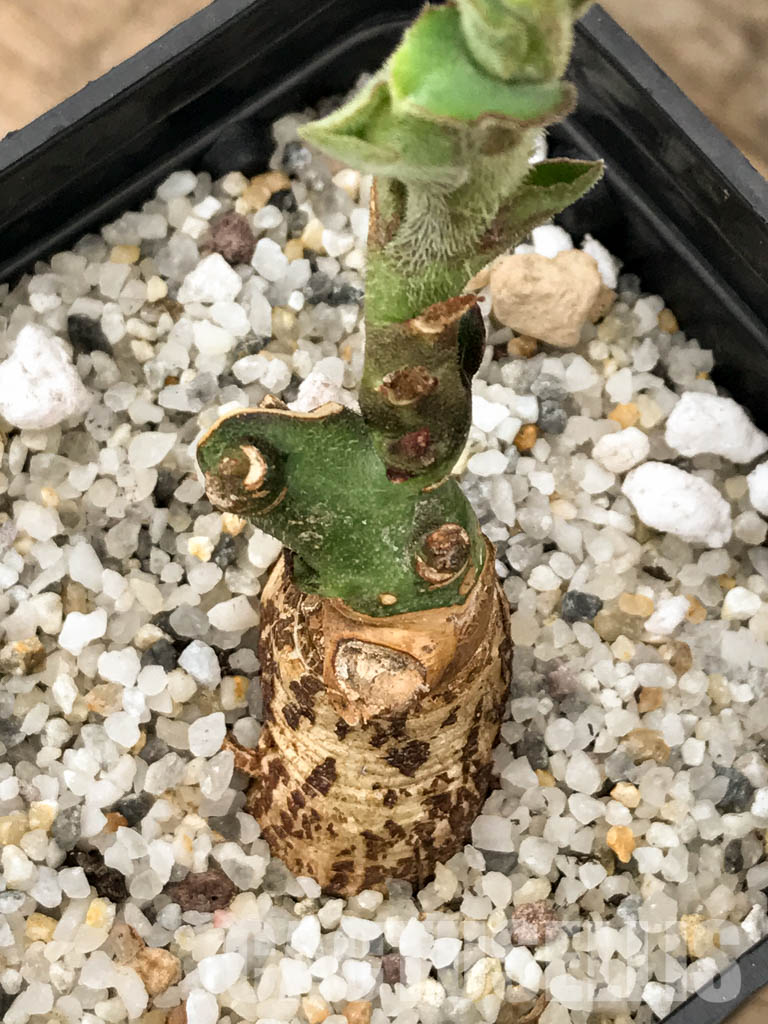 SHPR5851 Monadenium aff. echinulatum, Singida Prov., Tanzania - Obrázek 4