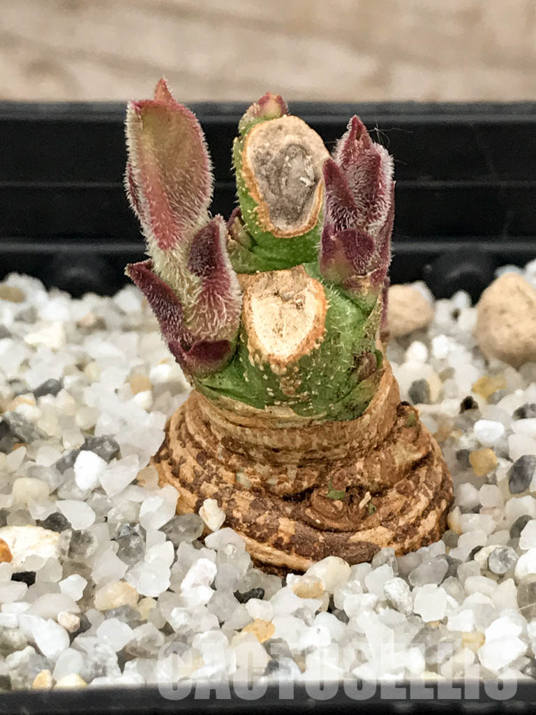 SHPR5853 Monadenium aff. echinulatum, Singida Prov., Tanzania - Image 2