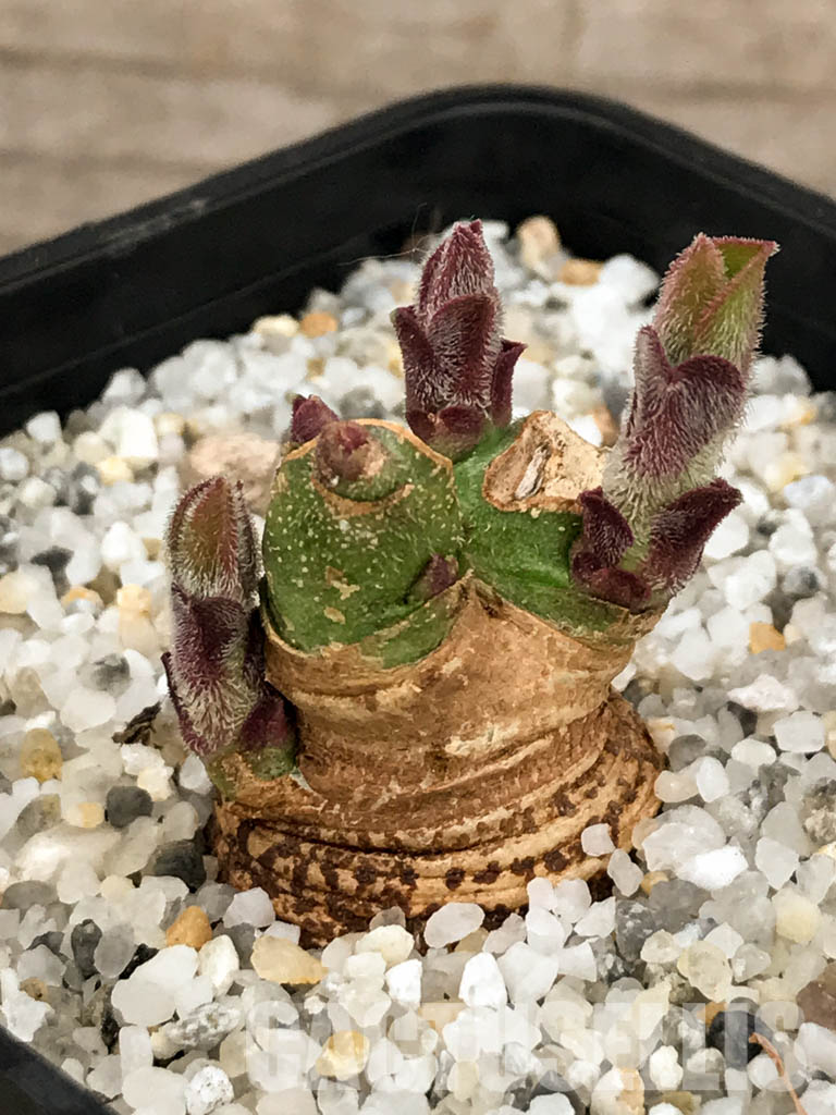 SHPR5853 Monadenium aff. echinulatum, Singida Prov., Tanzania