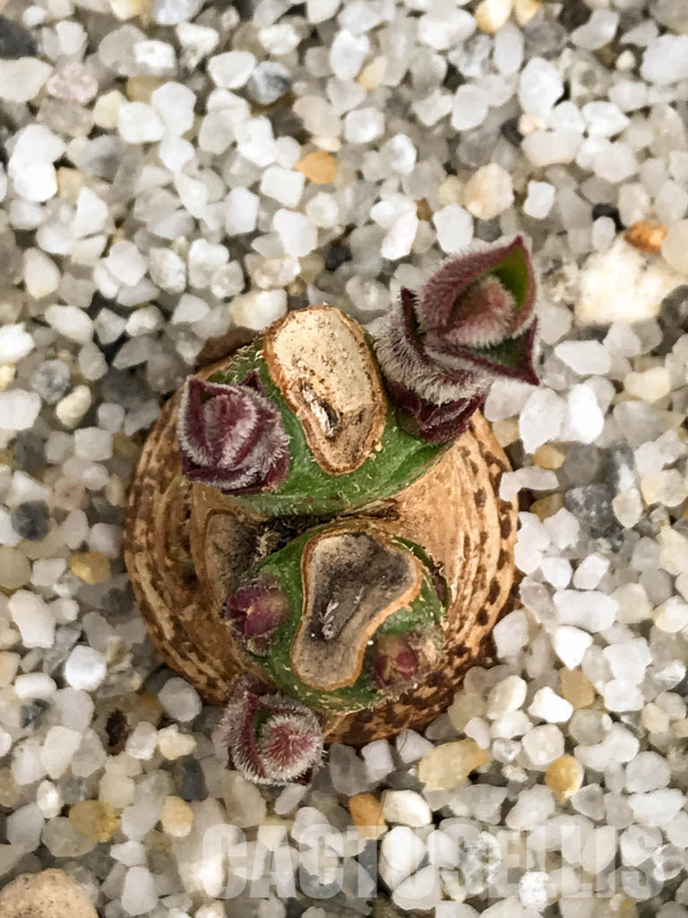 SHPR5853 Monadenium aff. echinulatum, Singida Prov., Tanzania - Image 4