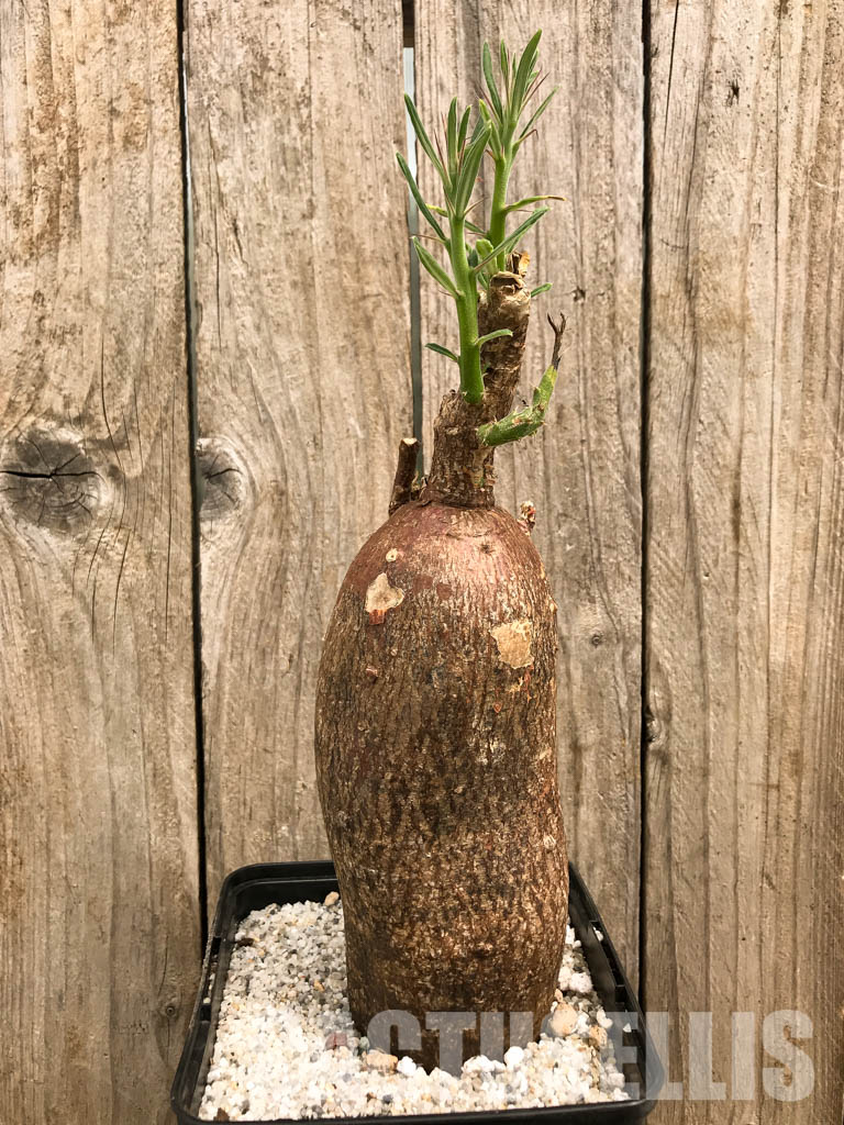 SHPR5860 Pachypodium succulentum, South Africa - Image 2