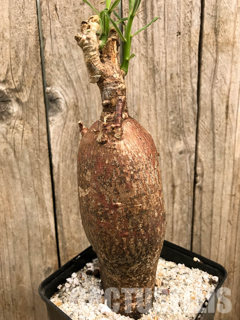 SHPR5860 Pachypodium succulentum, South Africa - Image 3