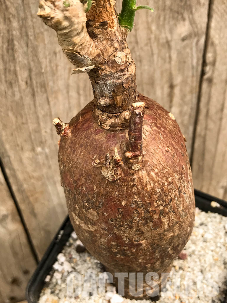SHPR5860 Pachypodium succulentum, South Africa
